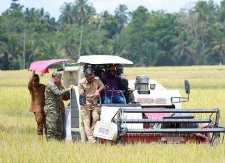 Panen Raya Bulukumba, Produksi Padi Meningkat hingga 7 Ton per Hektare Panen raya Bulukumba
