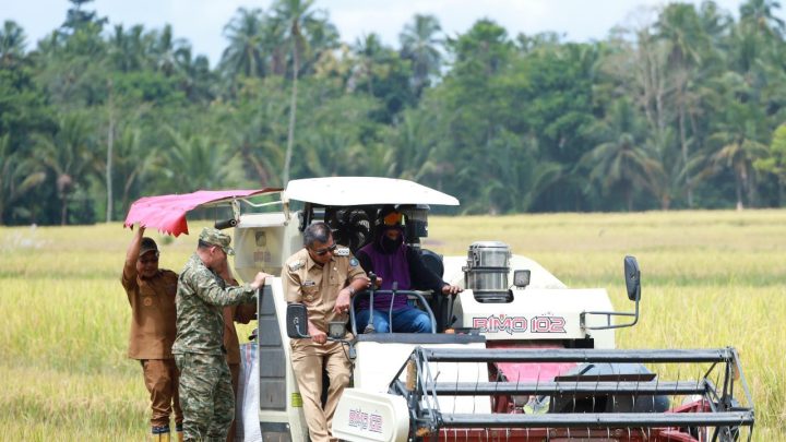 Panen Raya Bulukumba, Produksi Padi Meningkat hingga 7 Ton per Hektare