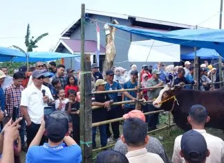 Bupati Andi Utta Dorong Kontes Sapi Bulukumba Naik Kelas ke Skala Provinsi Andi Utta